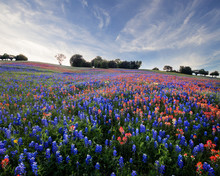 Field Of Flowers With Texas Bluebonnets And Indian Paintbrush