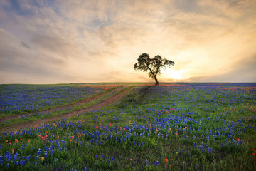 Wall Mural - Field of wildflowers with road leading to a tree