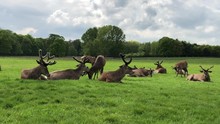 Male Red Deers With Velvet Antlers. Wollaton Hall And Deer Park. Nottinghamshire. Wayne Manor