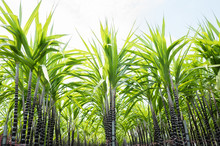 Farm Of Sugar Cane Tree