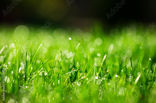 green grass close-up background