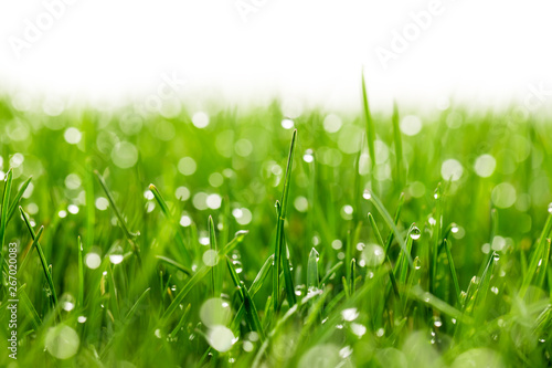 Dekoracja na wymiar  zielona-trawa-z-kroplami-wody