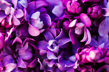 Purple Lilac Flowers Background, Spring Blossom