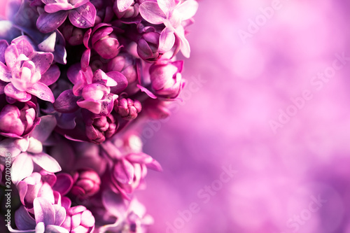 Lilac flowers background, spring blossom