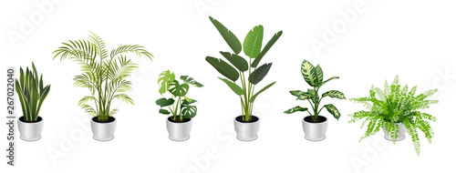Fotomural Set of Tropical Houseplants in White Pots