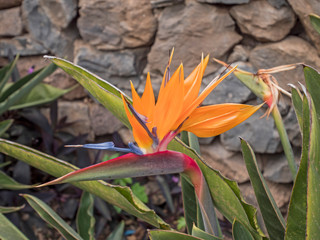 Strelitzia - traditional flower of Tenerife island. Sunny summer day.