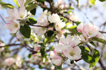 Beautiful blossoming tree branches on spring day