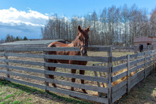 Red Horse Stands In The Pen Behind The Gate.