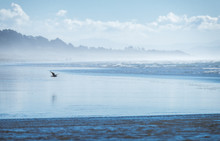 Seagull Flying Over A Blue Beach In Northern California