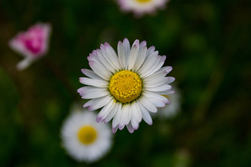 Margherita di campo