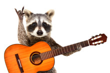 Portrait Of A Funny Raccoon With  Acoustic Guitar, Showing A Rock Gesture, Isolated On White Background