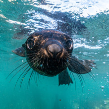 Playful Cape Fur Seal Pup Close Portrait