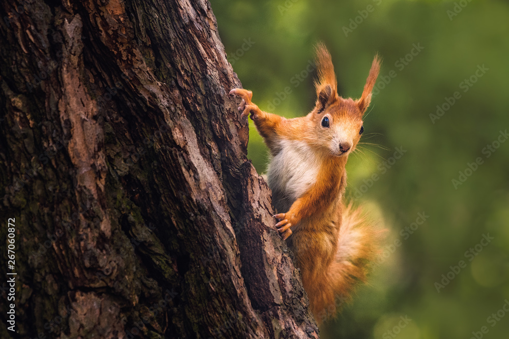 Cute young red squirrel in a natural park in warm morning light. Very cute animal, interesting about its surroundings, colorful, looking funny. Jumping and climbing trees, running, eating. - obrazy, fototapety, plakaty 