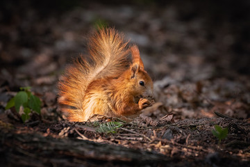 Wall Mural - cute young red squirrel in a natural park in warm morning light. very cute animal, interesting about