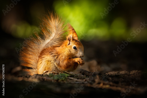 Fotomural Cute young red squirrel in a natural park in warm morning light