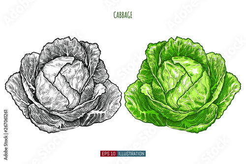 Photographie Hand drawn cabbage isolated