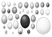 Collection Of Bird Eggs Illustration, Drawing, Engraving, Ink, Line Art, Vector