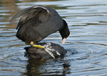 Two Coots Playing In The Water