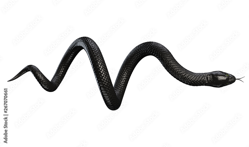 Black Snake isolated on White Background. 3D illustration - obrazy, fototapety, plakaty 
