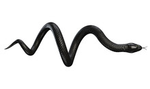 Black Snake Isolated On White Background. 3D Illustration