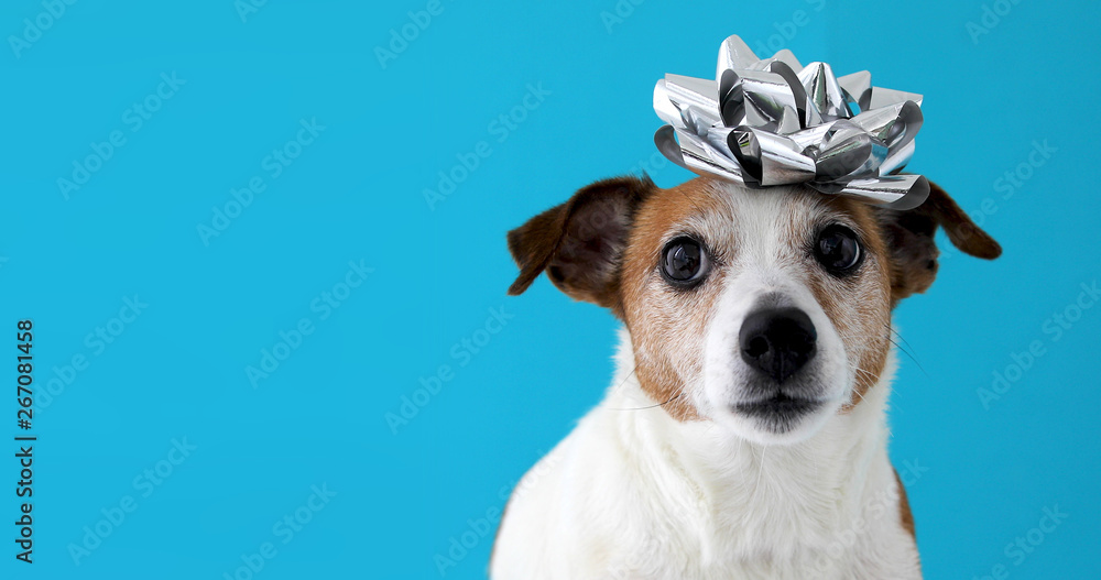 Jack Russell Terrier dog with bow on blue background. Holiday concept - obrazy, fototapety, plakaty 