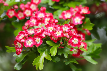 A beautiful Hawthorn Tree (Crimson Cloud) in full flower in early May in my back garden in Cardiff, South Wales, UK