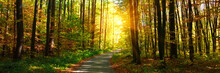 Banner 3:1. Autumn Forest With Footpath Leading Into The Scene. Sunlight Rays Through The Autumn Tree Branches. Copy Space