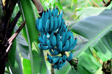  Fresh blue bananas on the tree are ready to be harvested