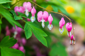 Wall Mural - Macro closeup of bleeding heart flowers in garden park showing detail and texture