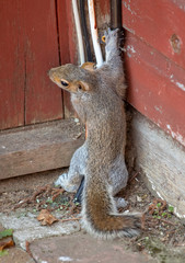 Wall Mural - Baby squirrel