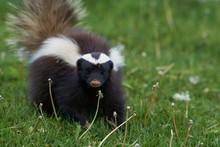 Humboldt's Hog-nosed Skunk (Conepatus Humboldti) Searching For Food In Valle Chacabuco, Patagonia, Chile