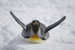 King penguin on the snow of South Georgia Island