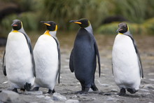 Melanistic Penguin Among Normal King Penguins On South Georgia Island