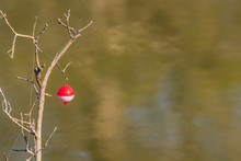 Fishing Bobber Tangled In A Tree With Copyspace 