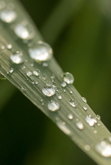 raindrops on the leaves of plants