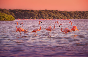 Naklejka tropikalny flamingo ptak egzotyczny