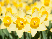 Beautiful Yellow Daffodils (Narcissus) In Sunny Spring Day