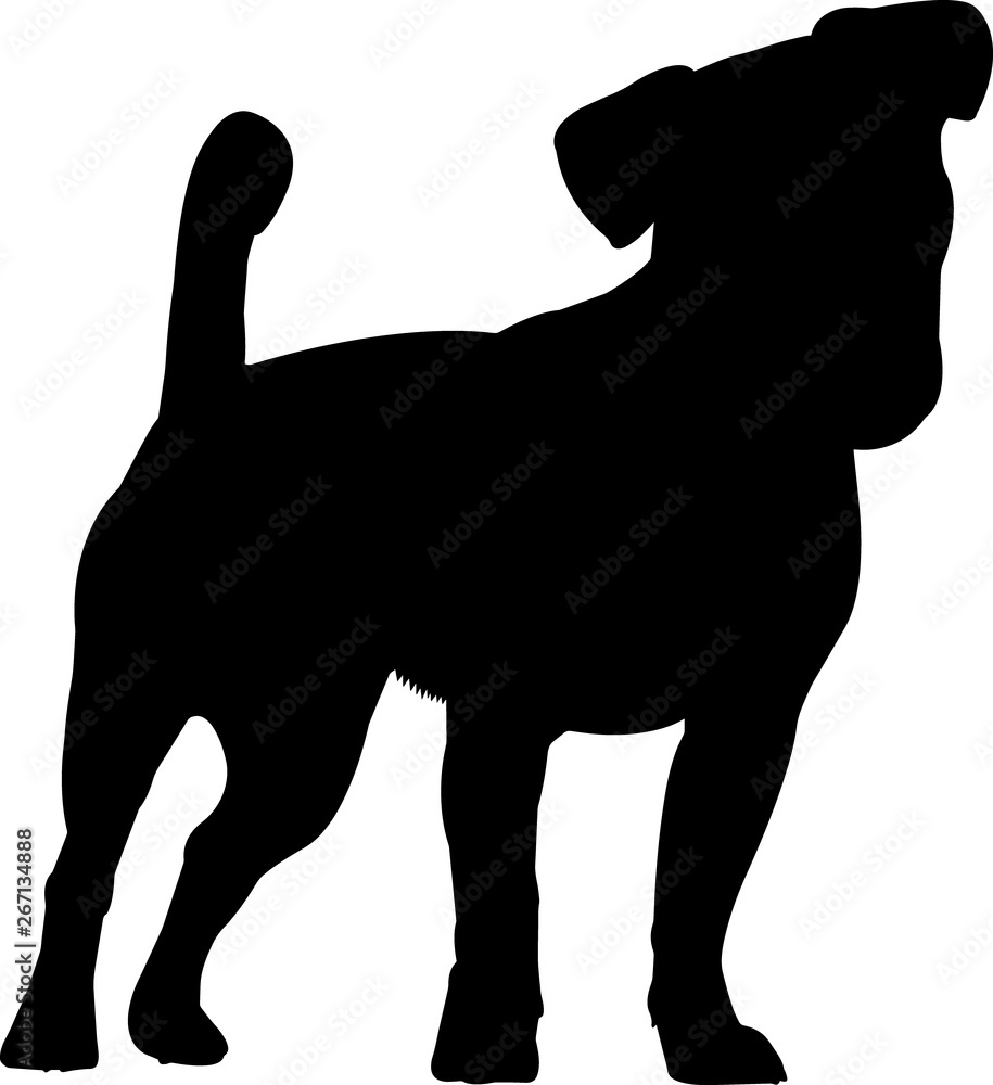 Jack Russell Terrier 7 isolated vector silhouette - obrazy, fototapety, plakaty 