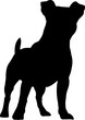 Jack Russell Terrier 8 isolated vector silhouette