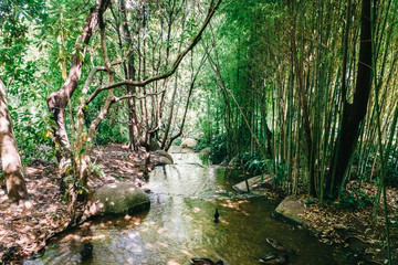 Wall Mural - Bamboo Forest In Lisbon, Portugal