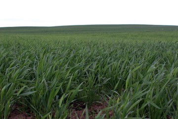 Grean wheat field