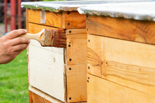 Painting New Bee Hives. A Visible Hand Painting Beehives. Preparation For The Beekeeping Season. Developing An Apiary.