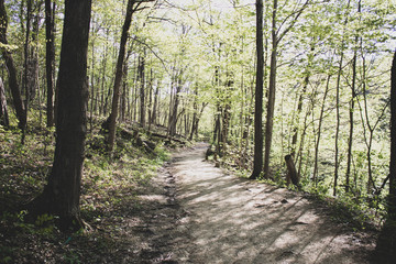 Fototapeta path in forest