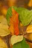 Fototapeta Dmuchawce - Hojas de manzano en el árbol en un escenario de otoño