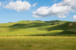 A herd of cattle grazing in sun-dappled lush green grasslands and rolling hills on a ranch in California under a beautiful blue sky with puffy white clouds