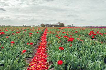 Canvas Print - Tulip plants in long converging rows