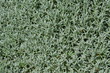 Rogownica kutnerowata, liście, Cerastium tomentosum