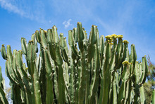 Big Cactus Tree With Blue Sky In Background, Lanzarote, Spain