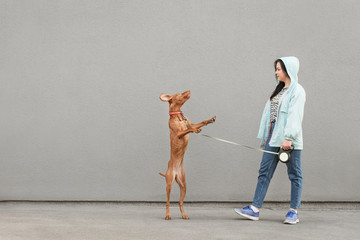 Canvas Print - Female owner trains his dog on the street and holds on a leash, the dog jumps. Woman playing with a gray dog against a gray wall background. Girl and a pet are playing for a walk