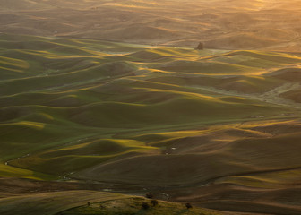  The hills of the Palouse in Washington are bathed in morning light